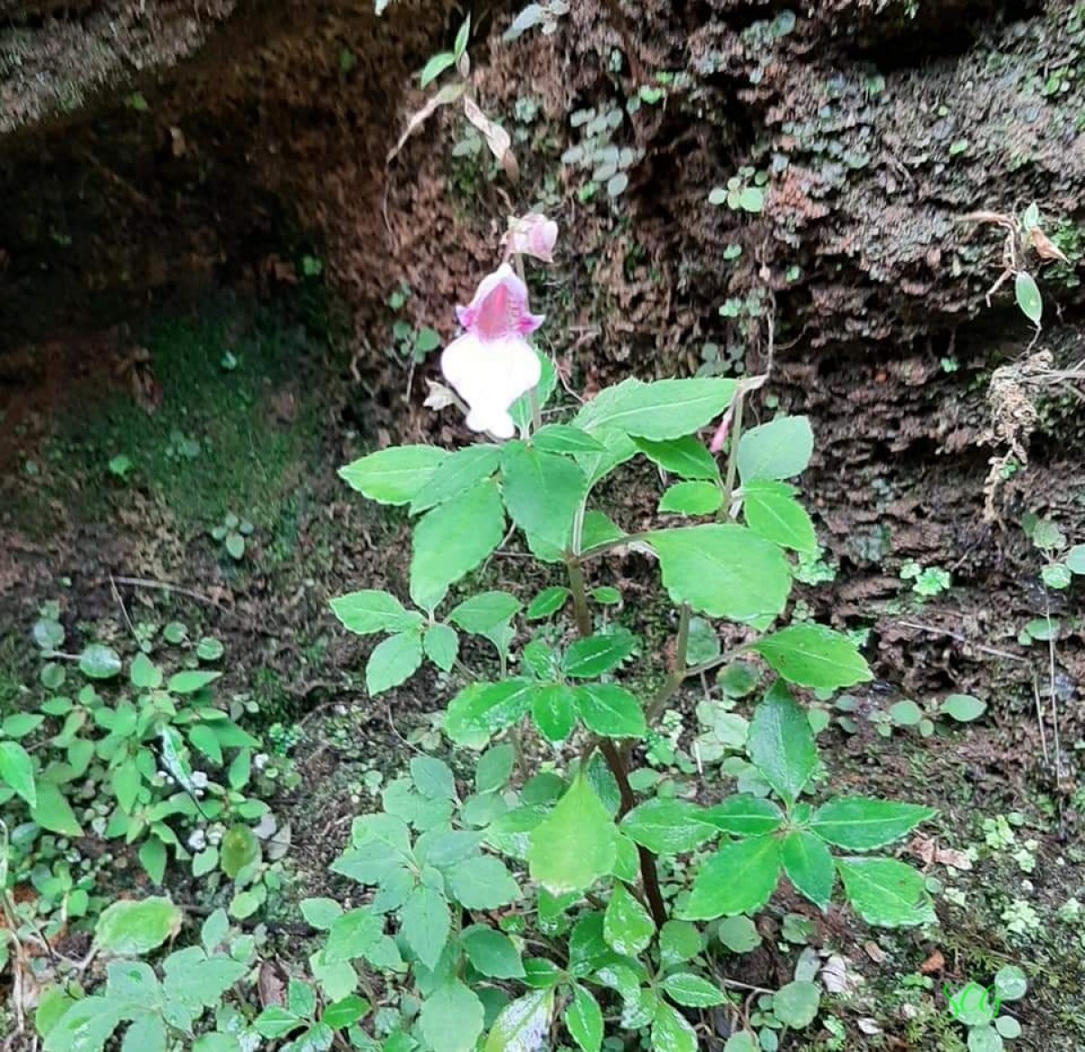 Impatiens appendiculata Arn.